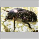 Cetonia sp - Kaefer 02b 20mm.jpg